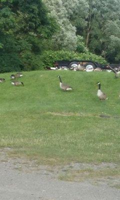 Brace yourself the Geese are coming