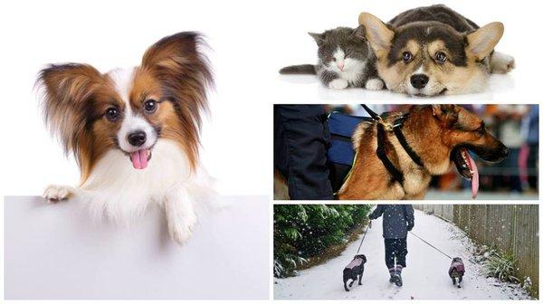 If you need a professional pet sitter near New York, NY, do not hesitate to call Bark and Walk at (917) 309-7395!