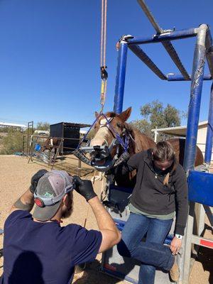 Horses getting their teeth done.