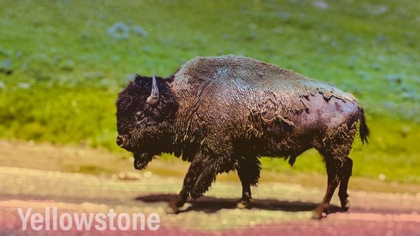 Bison.