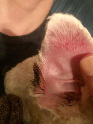 My dogs ear now curves where a piece was cut off during his grooming (also note the dried blood they didn't bother to clean)