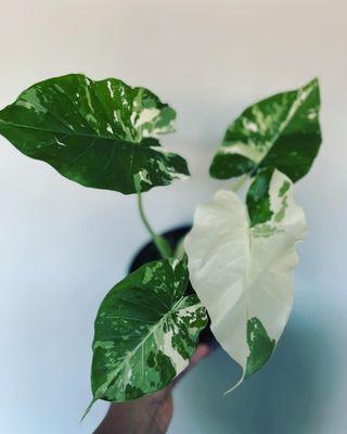 A rare variegated alocasia gageana.