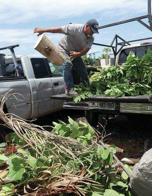 Our junk removal company hard at work removing green waste.