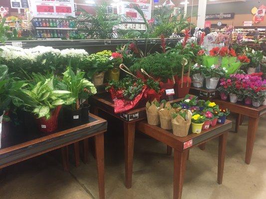 Nice plant section for a small store... very fresh and well maintained