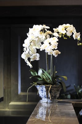 Orchid glory