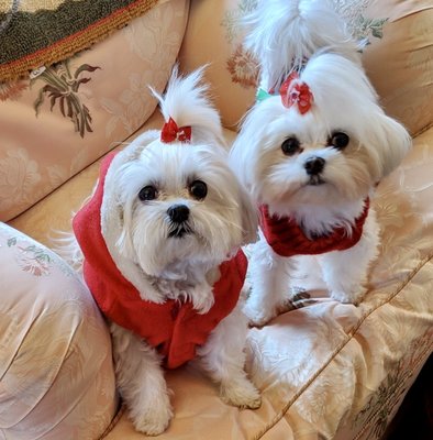 Here are 2 of the 3. Pic was taken a couple of weeks after their groom. Amy's haircuts last a long time and grow out beautifully!