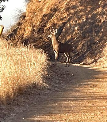 Adult deer sighting