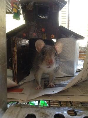 Dr. Cecil will be operating on Rattatoille, my wild rat I've had since he was one day old tomorrow, He's 3 1/2 !