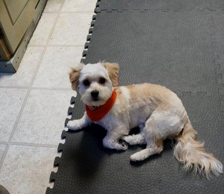 Charlie 1yr 4mo old Bichon Yorkie mix