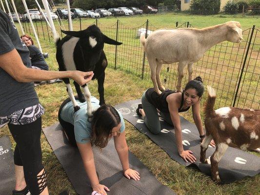 Sweetest goats!