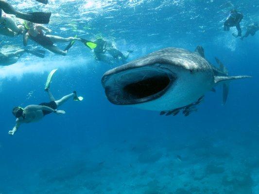 Whale Shark in Maldives