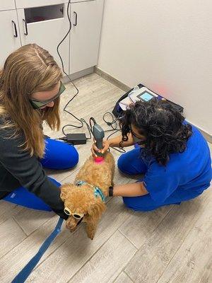 Two of our awesome technicians doing laser therapy!