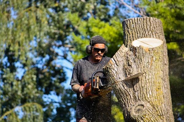 Tree Care In Mishawaka, IN