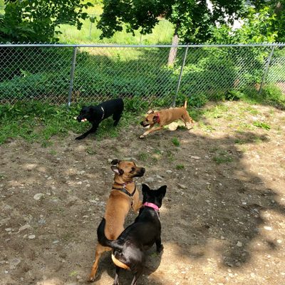 Play Dates in our yard while you work!