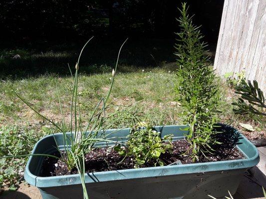 Chives oregano and rosemary!