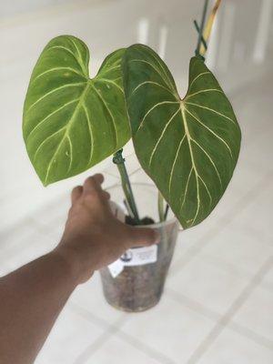 Stunning Philodendron gloriosum