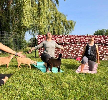 Goat Yoga