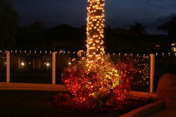 Accent a wrapped palm with sprinkled red lights around the base