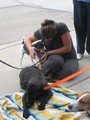 Customer pets dogs