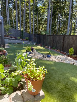 Main yard with raised beds