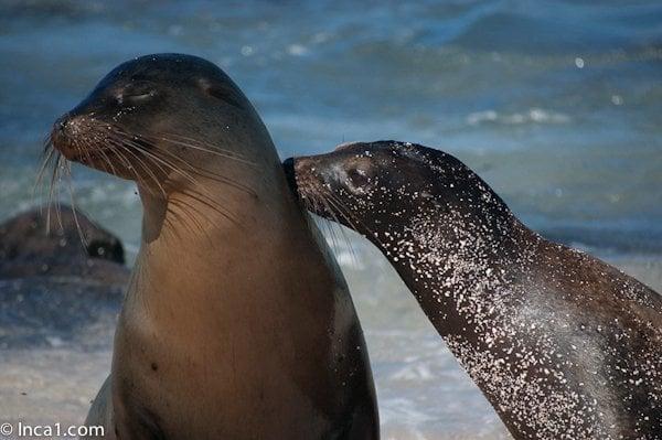 Sea lion kiss. Galapagos Islands