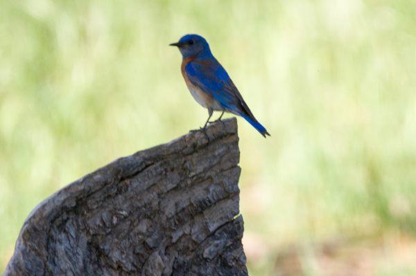 Western Bluebird.