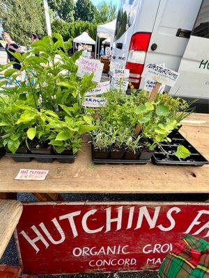 Buy a planting to grow @ home. All Delicious Organic Different Varieties of Fruits & Veggies @ Hutchins Farm.  3 Farmer's Markets & Concord.