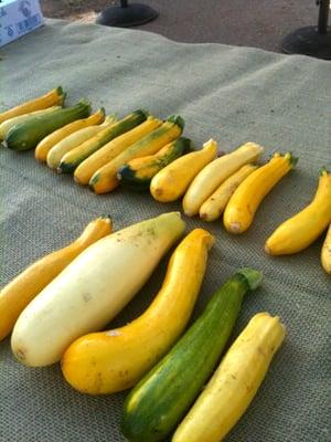 Bright yellow and green squash.