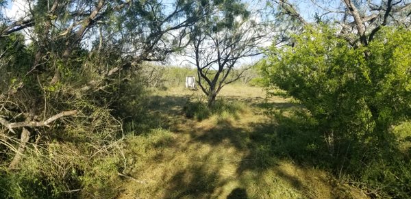 Clearing the under brush but leaving the bigger trees (per the customers request)