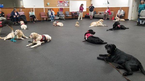 Service and Therapy Dogs practice a down-stay during class.