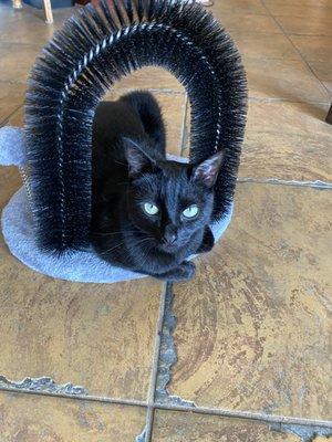 Loving her new scratching arch