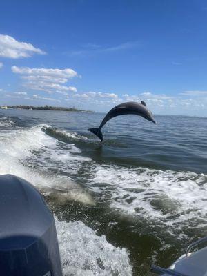 Dolphins jumping in our wake