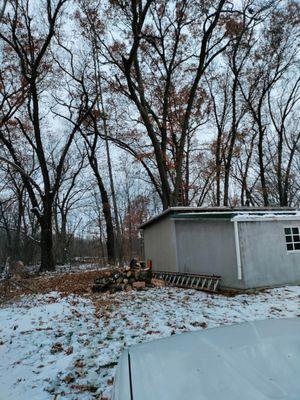 Trees behind shed to be removed