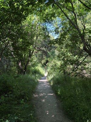 Love the dense jungle vibe of Ringtail Cat Trail