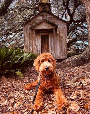 Three walks a day keeps the vet away  (though don't forget those yearly check-ups!)