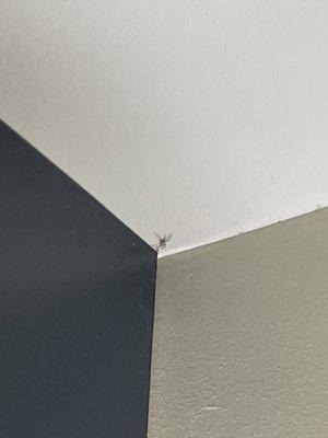 One of the three spiders we killed in less than 8 minutes of being in the room. This was suppose to be the "better" room.