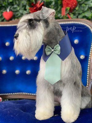 GENTLEMAN SCHNAUZER