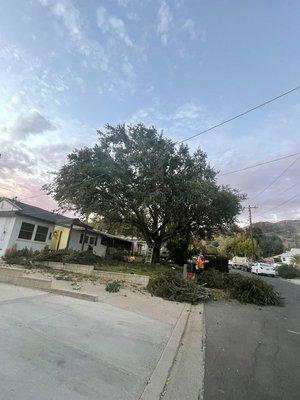 After natural crown reduction of an oak tree, we kept it natural and reduced the weight of the branches.