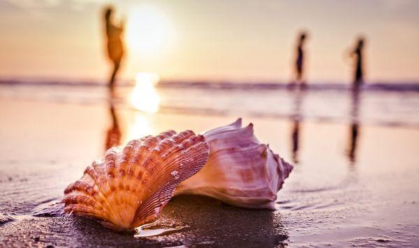 Shells at sunset