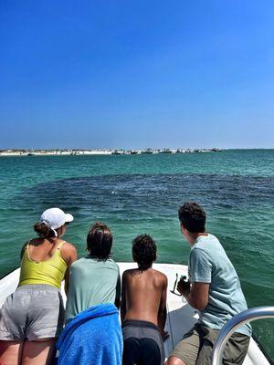 You never know what you might see while on the water with Salty Feet Adventures! Dolphins, schools of fish & more!