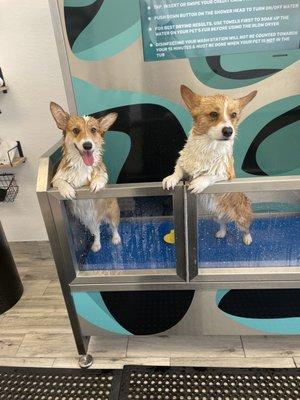 Cutest corgis