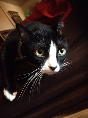 Kiki needs a home. He is black and white and loves to hang around the house.