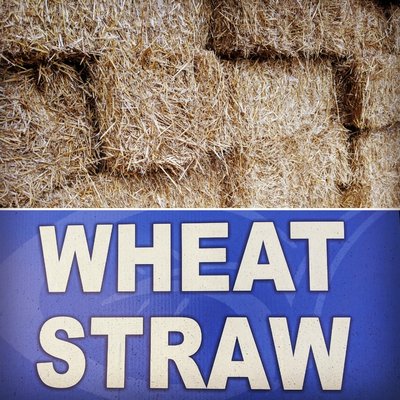 We carry wheat straw - great for seeding, gardens & autumn decor.