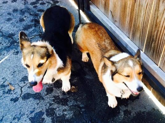 Happy corgies!