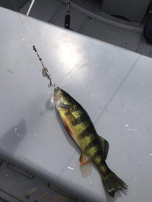 Nice size perch