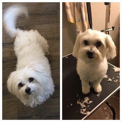 The before and after pic of daisy after a groom