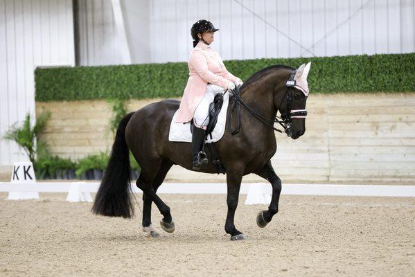 Angela Carter is a USDF Gold Medalist, earning all of her medals on her self trained Percheron Suffolk Punch "Romeo", trainer at Twin Oak.