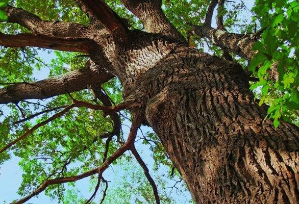 Top Flight Tree and Landscaping