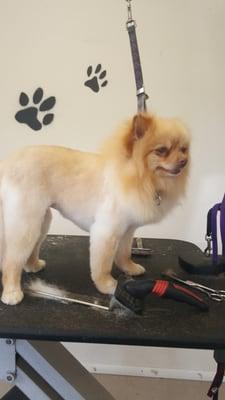 A finished lion cut on pomeranian