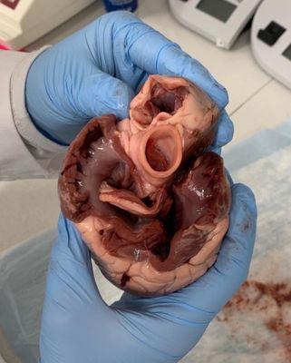 Pig Heart and valves